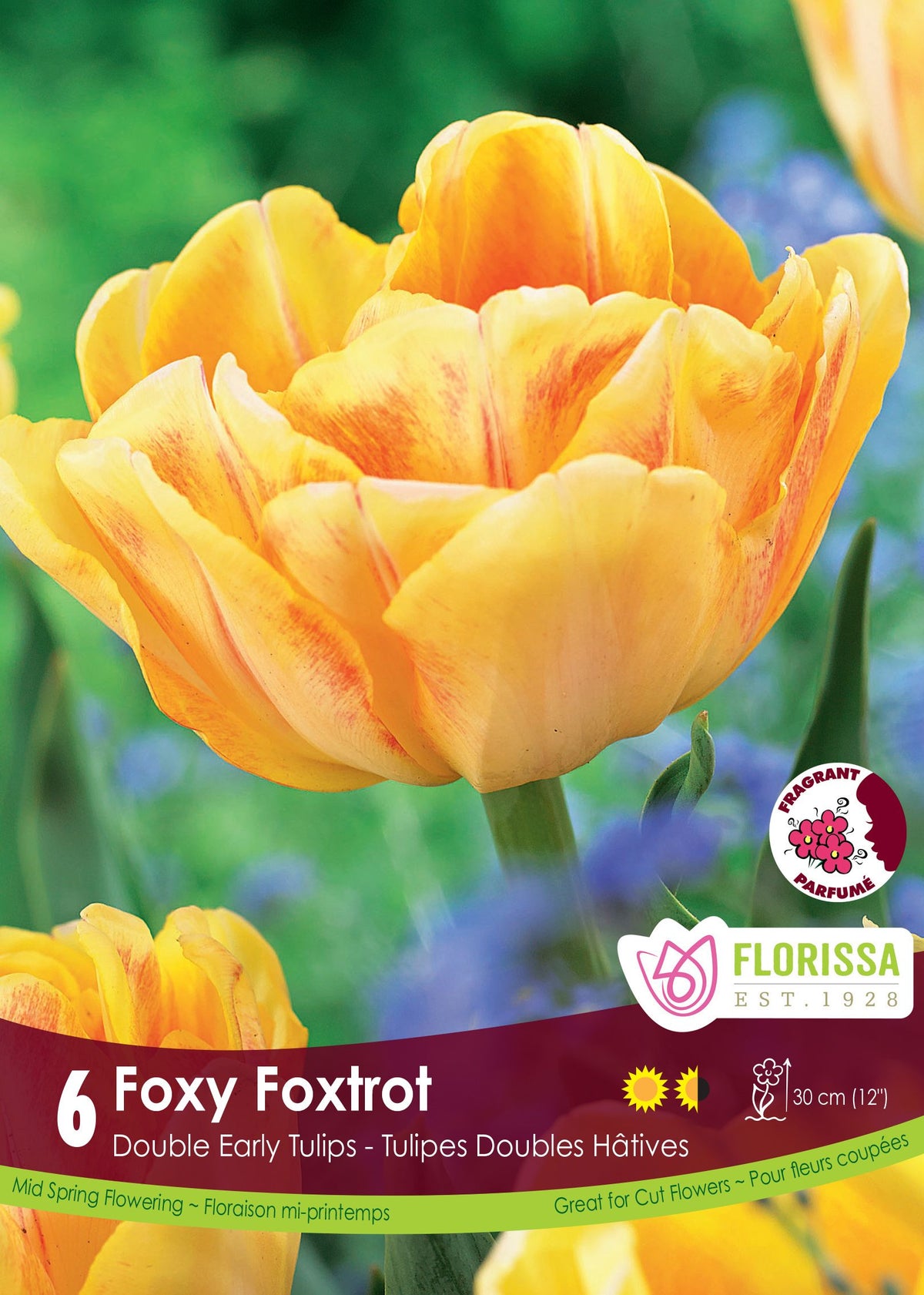 Tulipe Foxy Foxtrot ( Tulipa ) : une tulipe double jaune abricot ouverte en coupe. Le visuel Florissa présente la plante et son nom dans la partie inférieure de l’étiquette. La photographie occupe presque toute la surface, tandis que le bandeau du bas rassemble les indications du produit. Cette vue permet de reconnaître son apparence et de distinguer la variété présentée.
