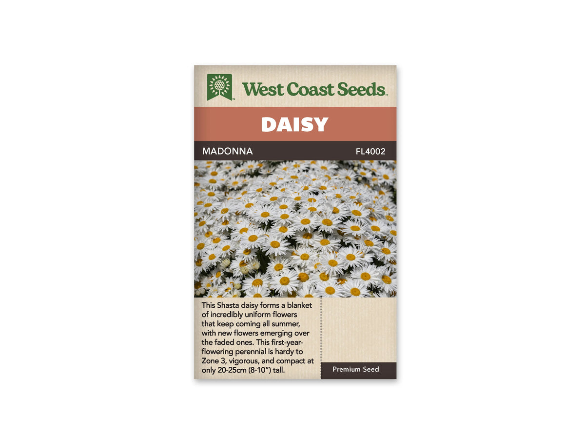 Sachet Madonna de West Coast Seeds sur fond blanc. La photo montre un groupe dense de marguerites blanches à centres jaunes, avec des pétales fins et quelques boutons encore fermés. Le feuillage vert foncé apparaît sous les fleurs. Le bandeau orangé indique Daisy; Madonna et la référence FL4002 se lisent dans la bande brune.