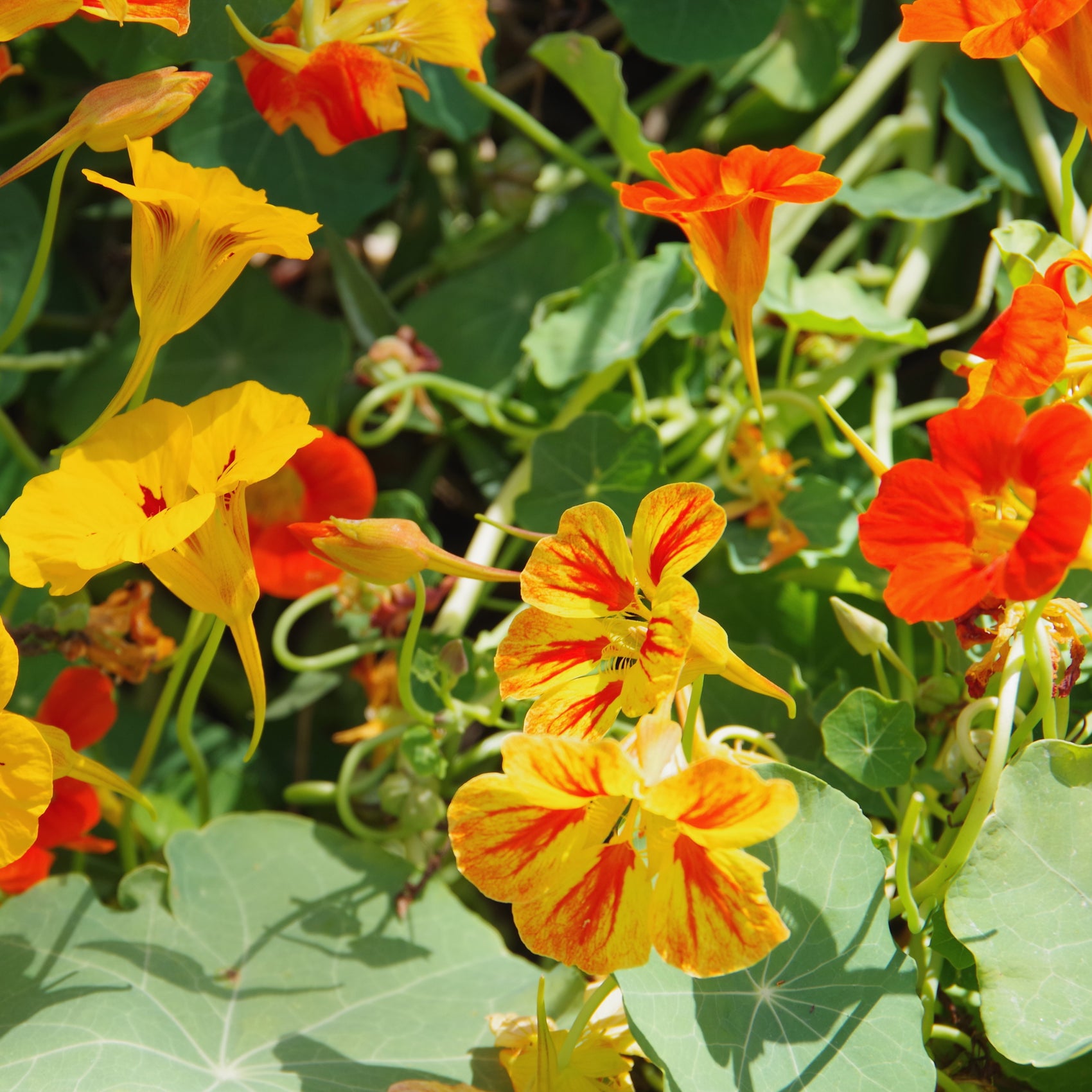 Organic ‘Kaleidoscope’ nasturtium mix (<em>Tropaeolum majus</em> ‘Kaleidoscope Mix’)