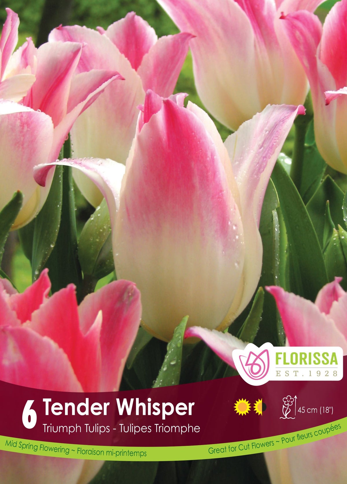 Tulipe Tender Whisper ( Tulipa ) : des tulipes crème teintées de rose aux extrémités. Le visuel Florissa présente la plante et son nom dans la partie inférieure de l’étiquette. La photographie occupe presque toute la surface, tandis que le bandeau du bas rassemble les indications du produit. Cette vue permet de reconnaître son apparence et de distinguer la variété présentée.