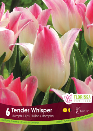 Tulipe Tender Whisper