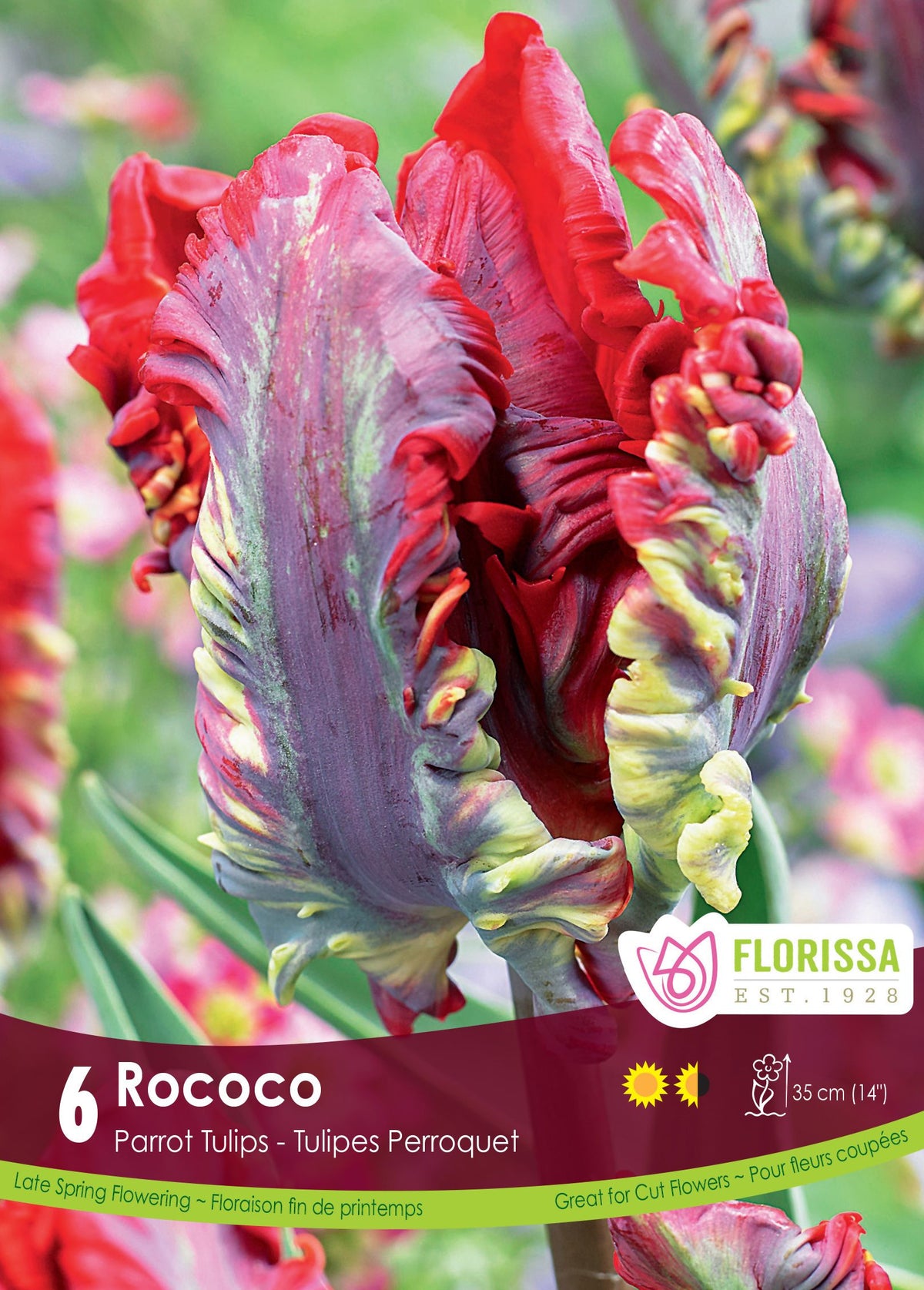 Tulipe Rococo