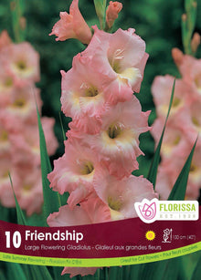 Glaïeul ‘Friendship Pink’ (<em>Gladiolus × hortulanus</em> ‘Friendship Pink’)
