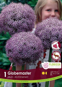 Allium Globemaster