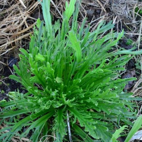 Verdure 'Erba Stella Greens' bio