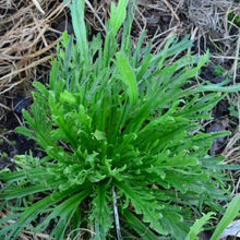Verdure 'Erba Stella Greens' bio