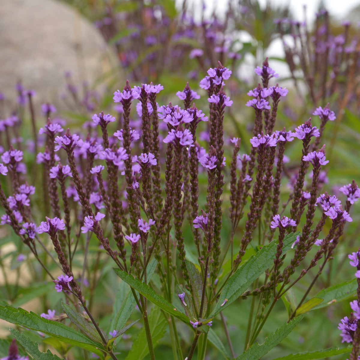 Verveine bleue. Petites fleurs violet foncé au sommet de tiges dressées. Le cadrage permet de voir les formes, les couleurs et les détails du sujet représenté. Les contours se détachent du fond de l’image, avec des différences de teinte et de texture visibles sur les surfaces. Cette vue accompagne la présentation du produit dans la boutique.