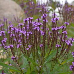 Verveine bleue bio