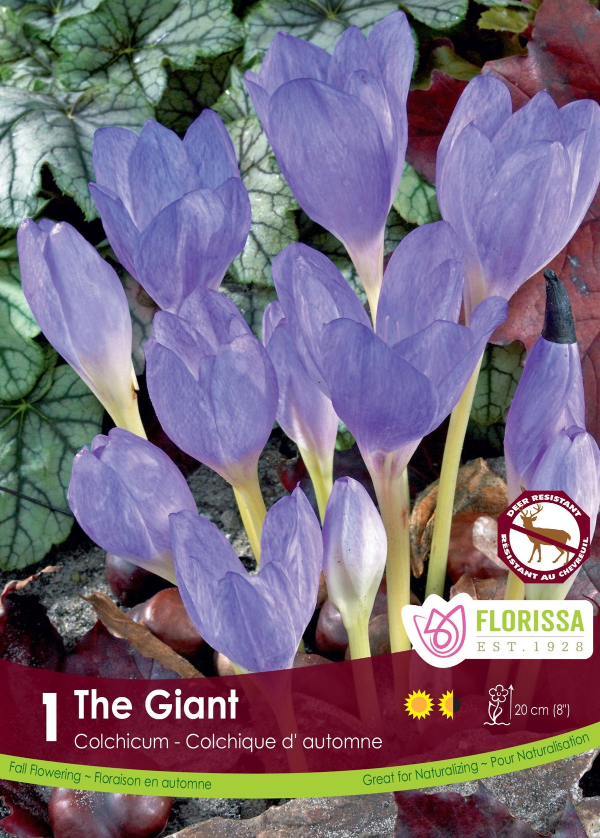 Colchicum ‘The Giant’ ( Colchicum ) : des colchiques lilas en grandes coupes allongées. Le visuel Florissa présente la plante et son nom dans la partie inférieure de l’étiquette. La photographie occupe presque toute la surface, tandis que le bandeau du bas rassemble les indications du produit. Cette vue permet de reconnaître son apparence et de distinguer la variété présentée.
