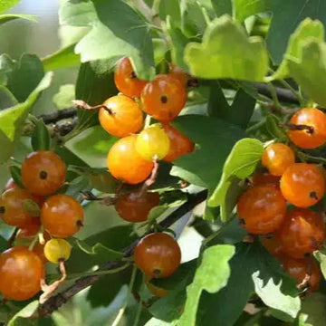 Baie 'Golden Pearl' bio