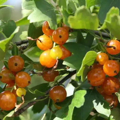 Baie 'Golden Pearl' bio