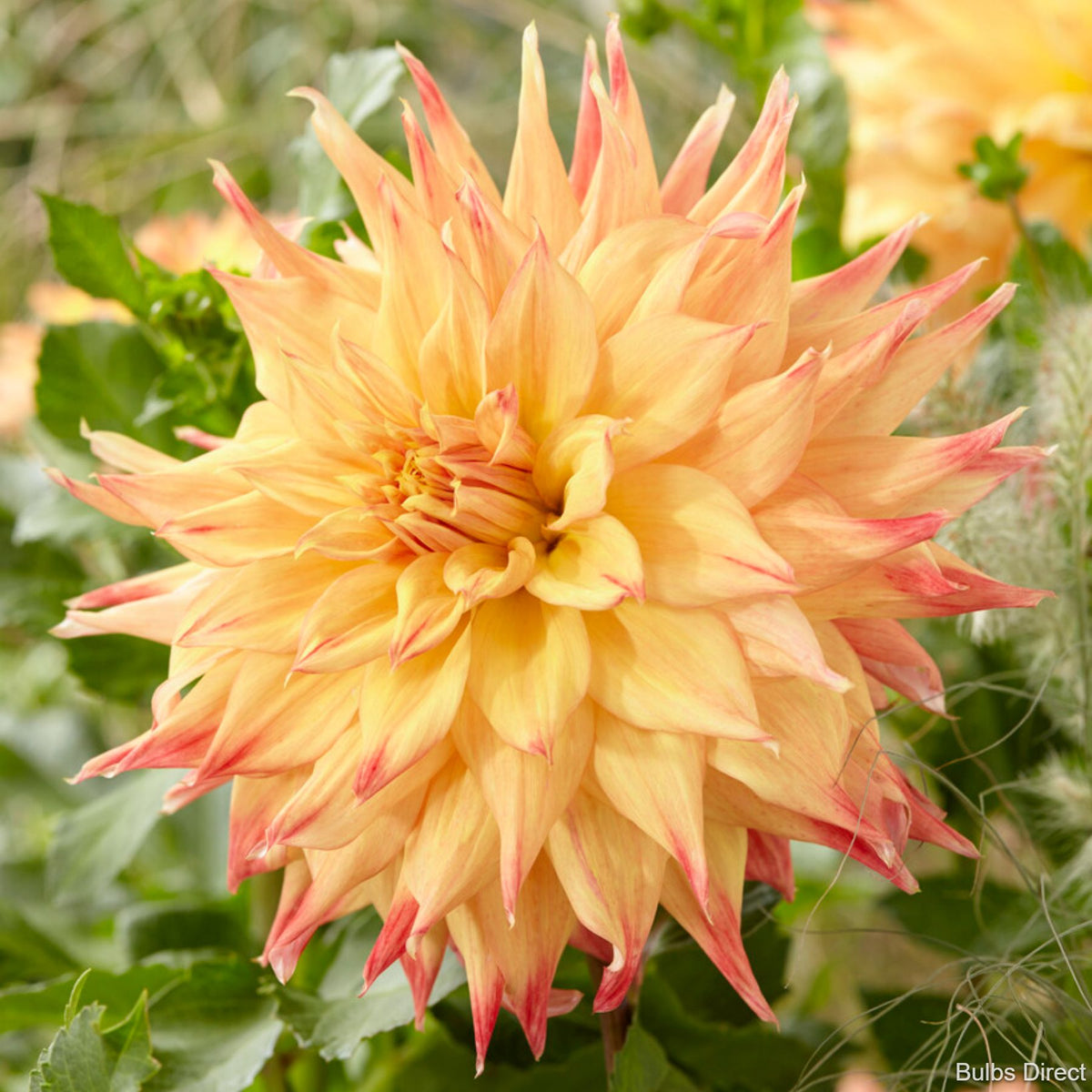 Dahlia géant semi-cactus ‘Eva Luna’ ( Dahlia ) : une grande fleur de dahlia jaune doré, aux pétales effilés marqués de rose aux pointes, devant du feuillage vert. Cette photographie montre le sujet de près et permet d’en observer les formes, les couleurs et la disposition. Le cadrage attire l’attention sur les éléments visibles au premier plan. Cette vue complète la présentation du produit en donnant un aperçu de son apparence à cette étape, dans la scène photographiée.