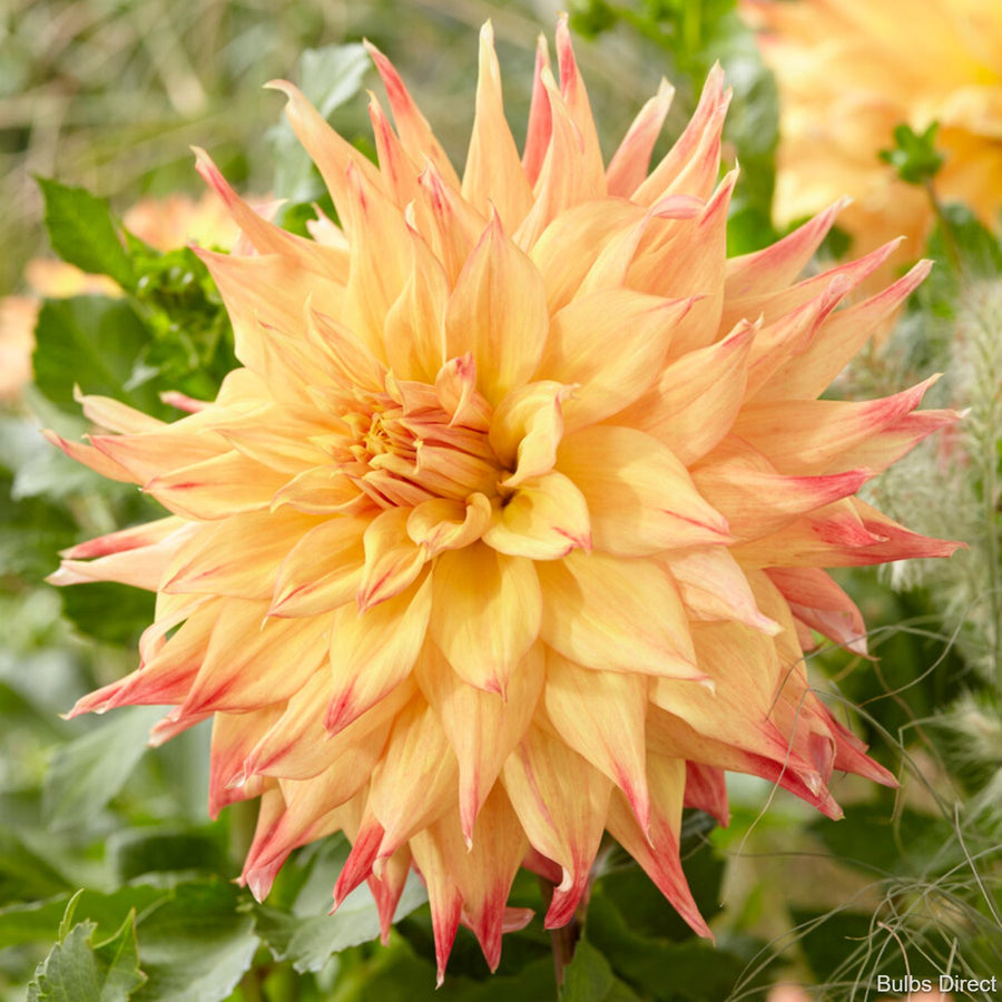 Dahlia géant semi-cactus ‘Eva Luna’ ( Dahlia ) : une grande fleur de dahlia jaune doré, aux pétales effilés marqués de rose aux pointes, devant du feuillage vert. Cette photographie montre le sujet de près et permet d’en observer les formes, les couleurs et la disposition. Le cadrage attire l’attention sur les éléments visibles au premier plan. Cette vue complète la présentation du produit en donnant un aperçu de son apparence à cette étape, dans la scène photographiée.