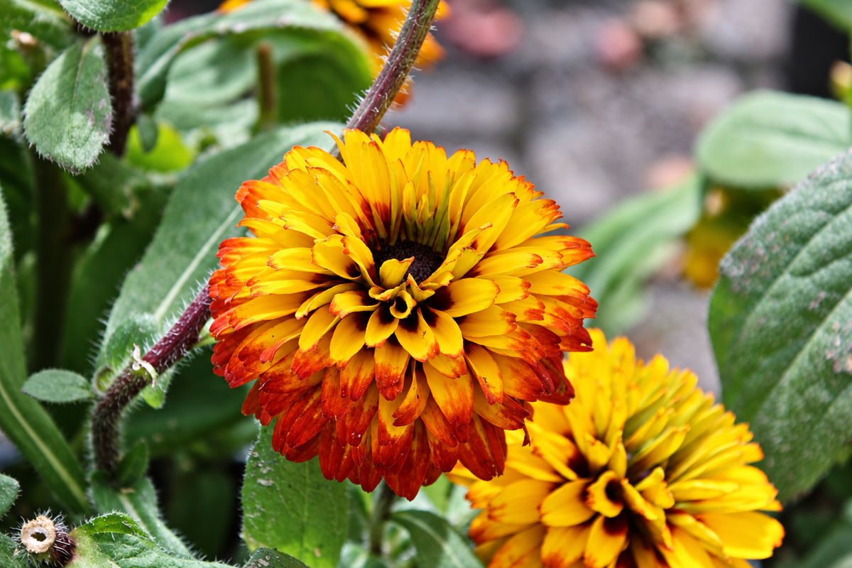 Un jardin qui revient en beauté