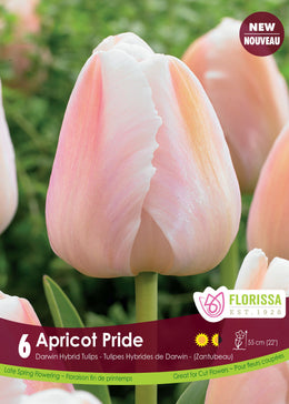 Tulipe Apricot Pride