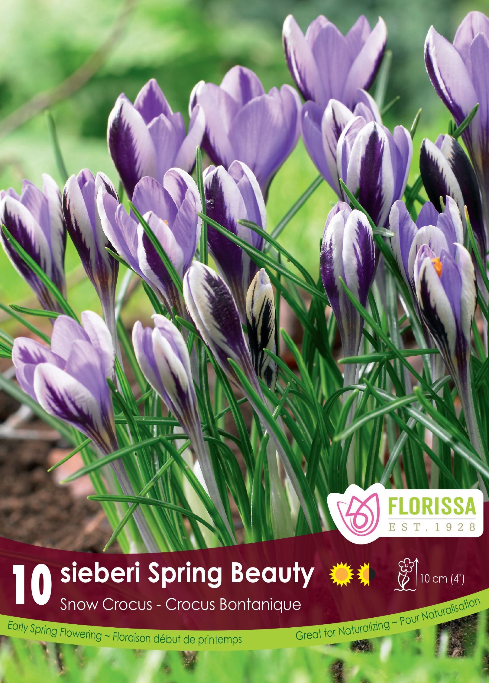 Crocus ‘Spring Beauty’ (<em>Crocus minimus</em>)
