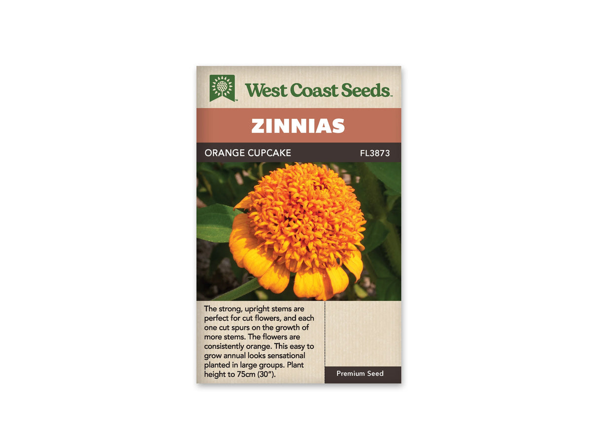 Sachet West Coast Seeds Orange Cupcake, avec une fleur orange vue de près. Un gros centre formé de petits pétales frisés s’élève au-dessus d’une couronne de pétales plus larges. Des feuilles vertes apparaissent autour de la fleur. La photo se trouve sous le nom de la sélection, dans le milieu du sachet.