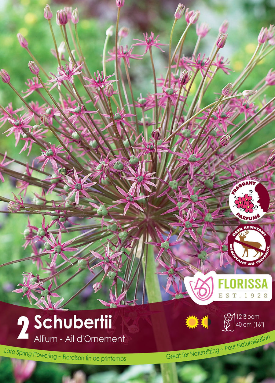 Allium Schubertii