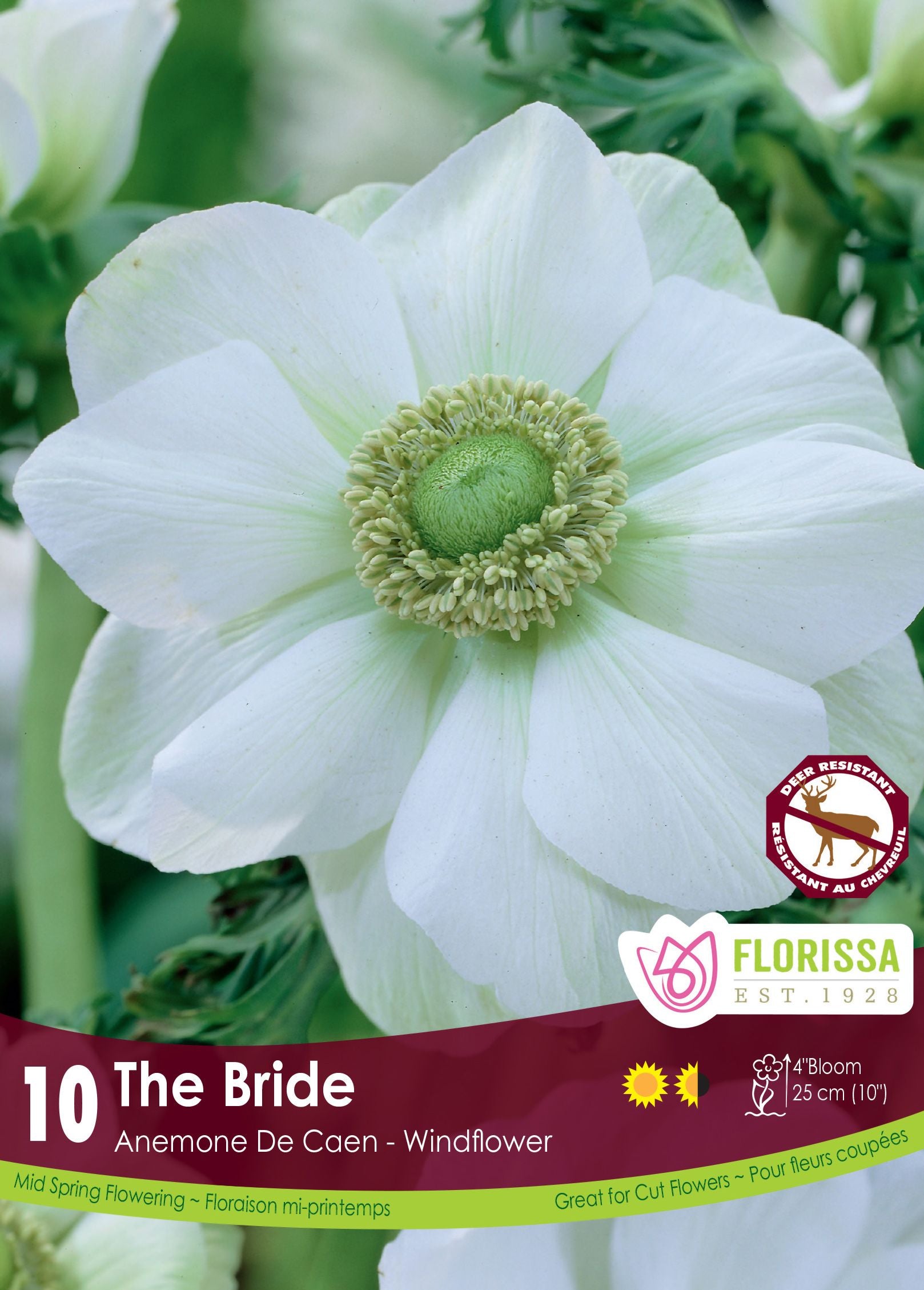 Anémone ‘The Bride’ (<em>Anemone coronaria</em> ‘The Bride’)