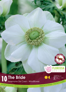 Anémone ‘The Bride’ (<em>Anemone coronaria</em> ‘The Bride’)
