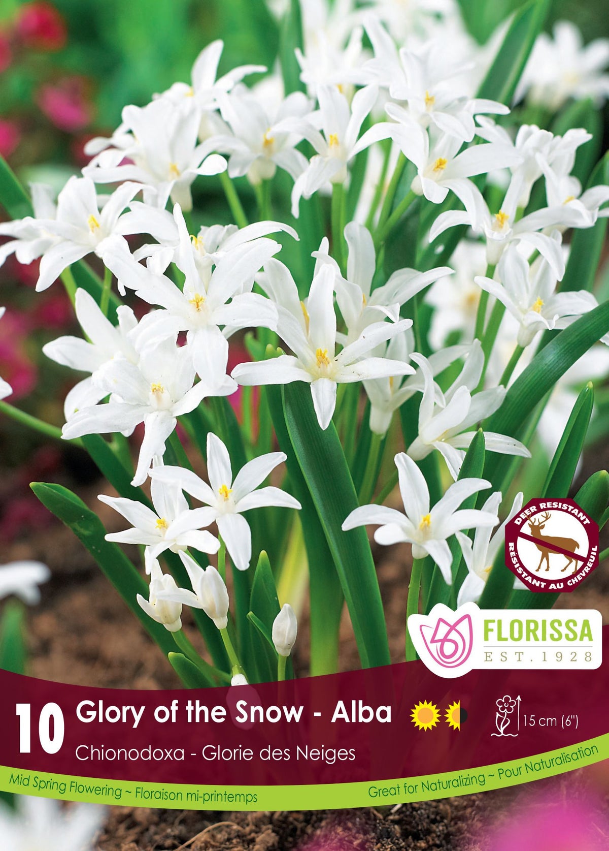Chionodoxa luciliae ‘Alba’