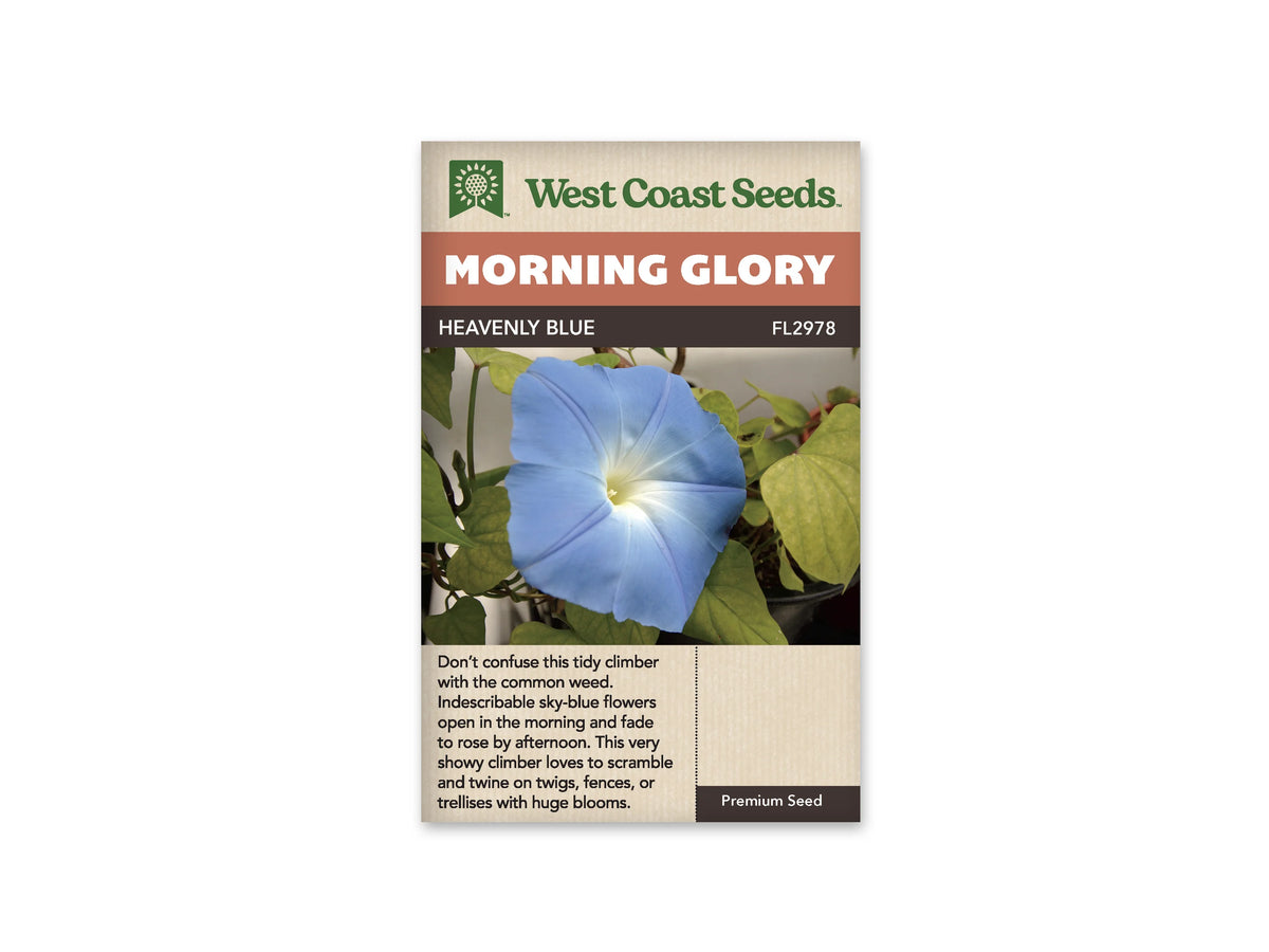 Sachet Heavenly Blue de West Coast Seeds sur fond blanc. Une grande fleur bleu clair en entonnoir occupe le centre de la photo, avec une gorge blanche à jaune pâle et de fines lignes rayonnantes. Des feuilles vertes en forme de cœur l’entourent. Le bandeau orange indique Morning Glory; la bande brune porte Heavenly Blue et le code FL2978.