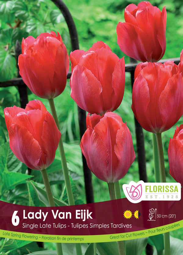 Tulipe Lady Van Eijk