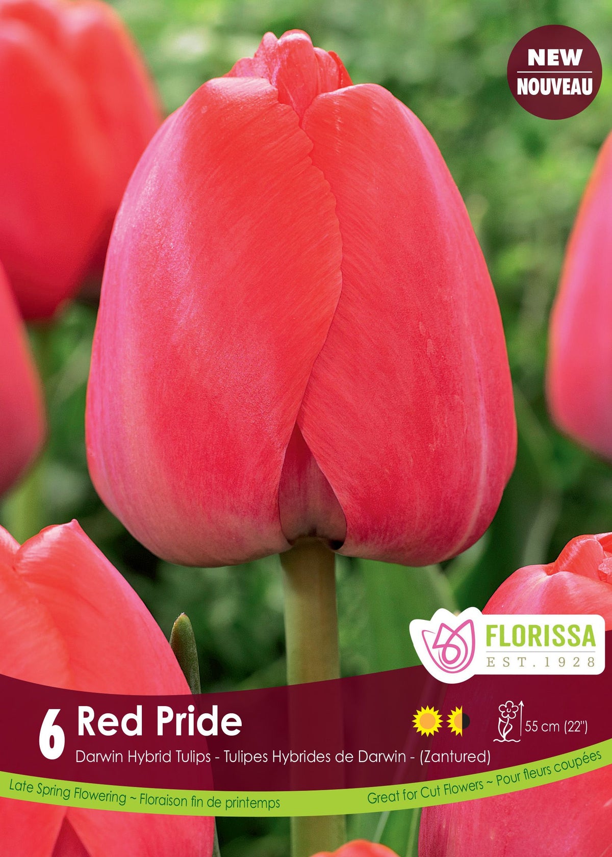 Tulipe Red Pride ( Tulipa ) : une tulipe rouge rosé en coupe arrondie. Le visuel Florissa présente la plante et son nom dans la partie inférieure de l’étiquette. La photographie occupe presque toute la surface, tandis que le bandeau du bas rassemble les indications du produit. Cette vue permet de reconnaître son apparence et de distinguer la variété présentée.