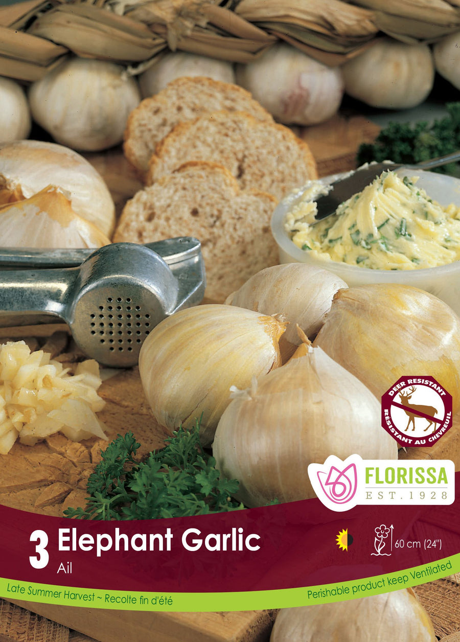 Elephant Garlic