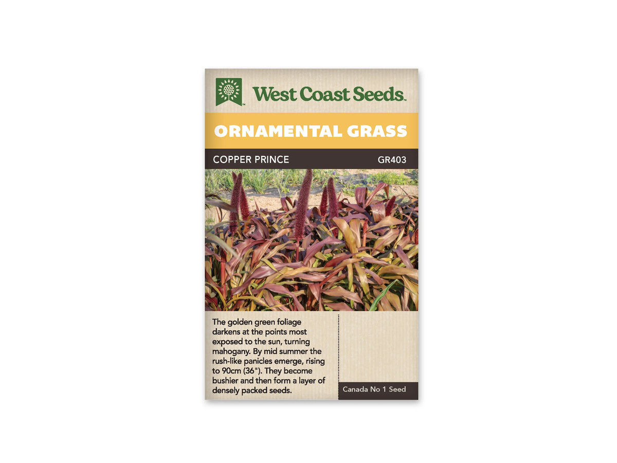Sachet West Coast Seeds Copper Prince montrant des millets aux larges feuilles vert doré, cuivre et acajou. De longs épis pourpres se dressent au-dessus du feuillage arqué. Les plantes forment un groupe dense dans une parcelle ensoleillée. Un sol clair et quelques herbes vertes apparaissent derrière les touffes, sous la bande jaune du sachet.