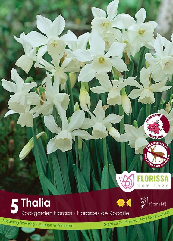 Narcisse ‘Thalia’ ( Narcissus ) : des narcisses blancs aux pétales fins et aux couronnes allongées. Le visuel Florissa présente la plante et son nom dans la partie inférieure de l’étiquette. La photographie occupe presque toute la surface, tandis que le bandeau du bas rassemble les indications du produit. Cette vue permet de reconnaître son apparence et de distinguer la variété présentée.