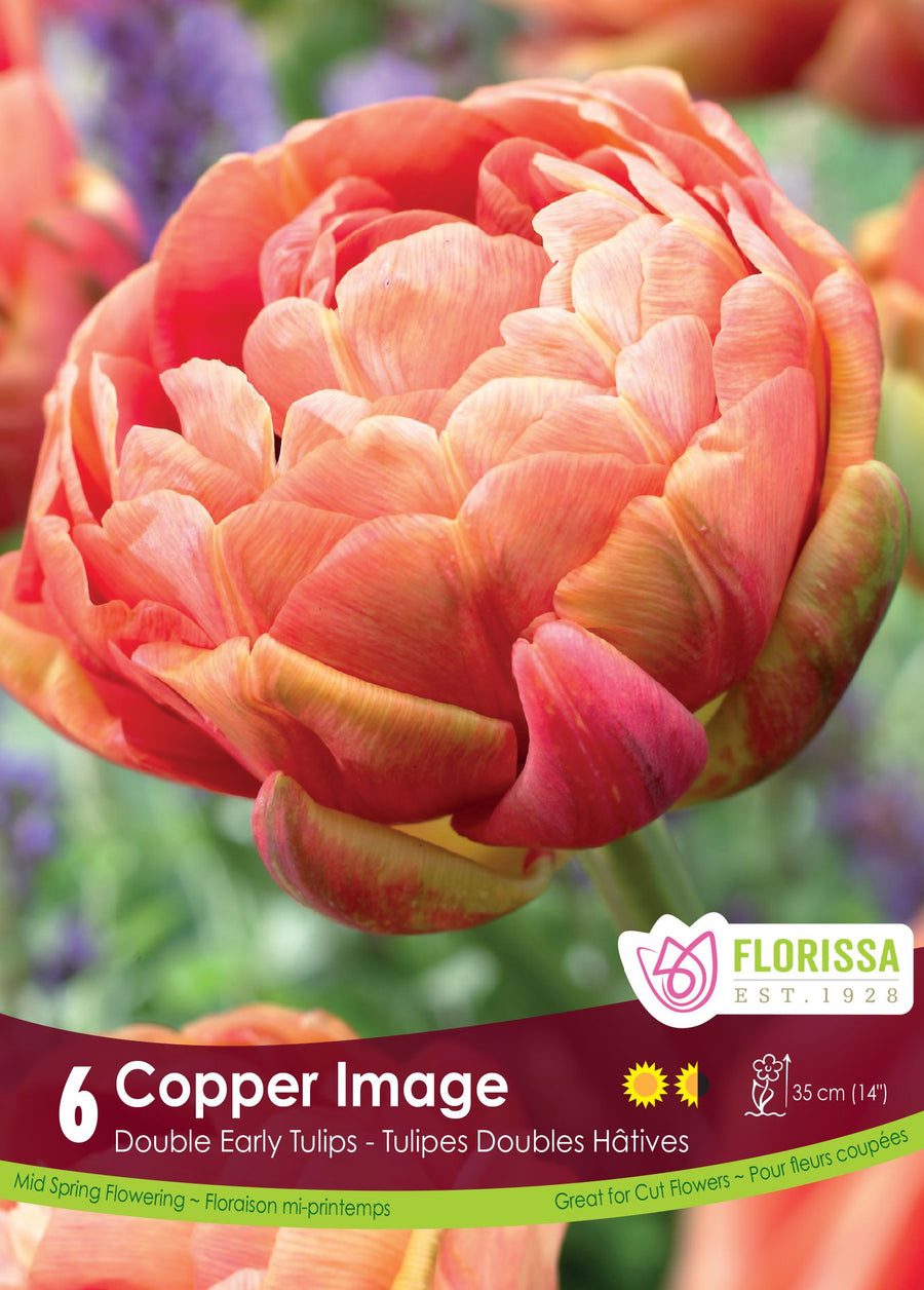 Tulipe Copper Image