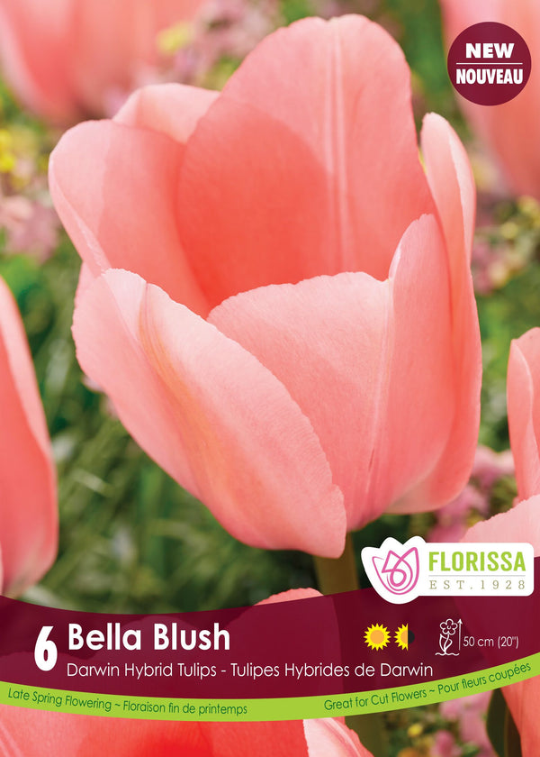 Tulipe Bella Blush