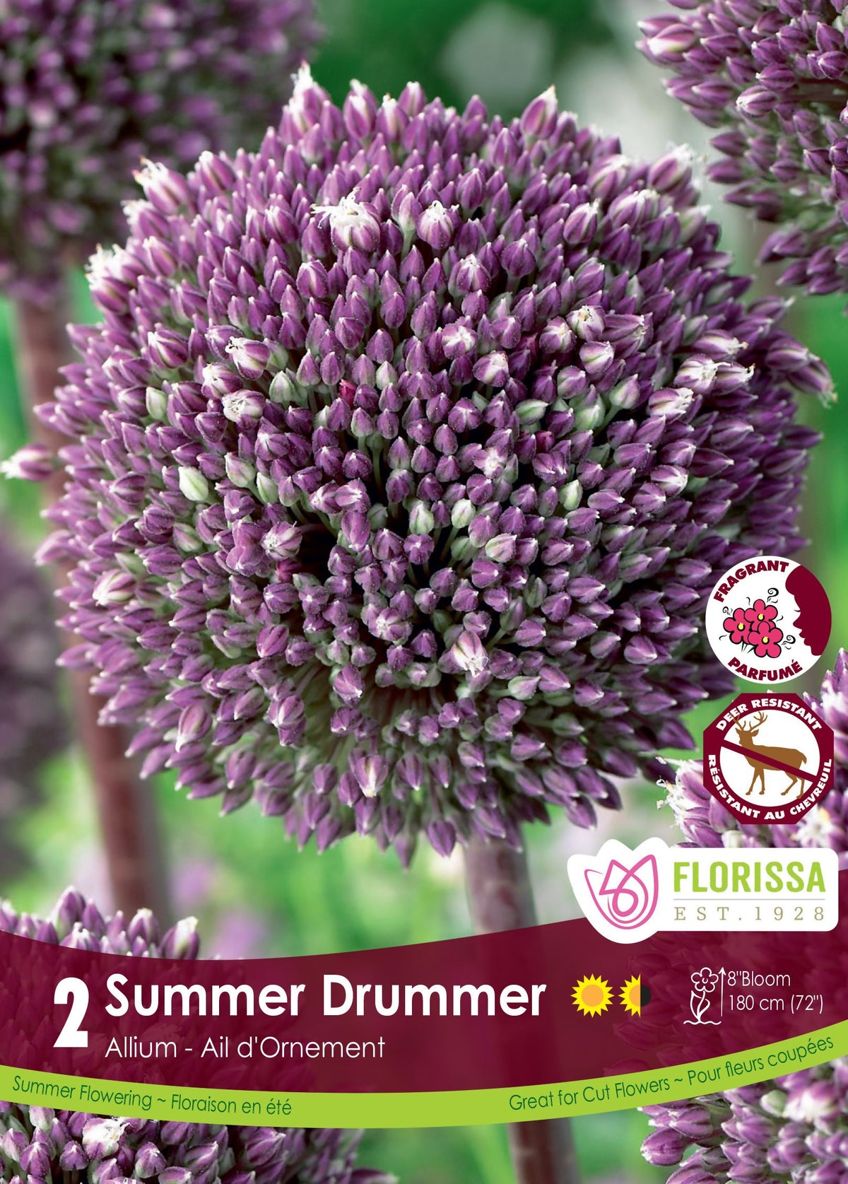 Ail ornemental ‘Summer Drummer’ ( Allium ) : une grosse tête d’allium pourpre dont plusieurs fleurs sont encore fermées. Le visuel Florissa présente la plante et son nom dans la partie inférieure de l’étiquette. La photographie occupe presque toute la surface, tandis que le bandeau du bas rassemble les indications du produit. Cette vue permet de reconnaître son apparence et de distinguer la variété présentée.