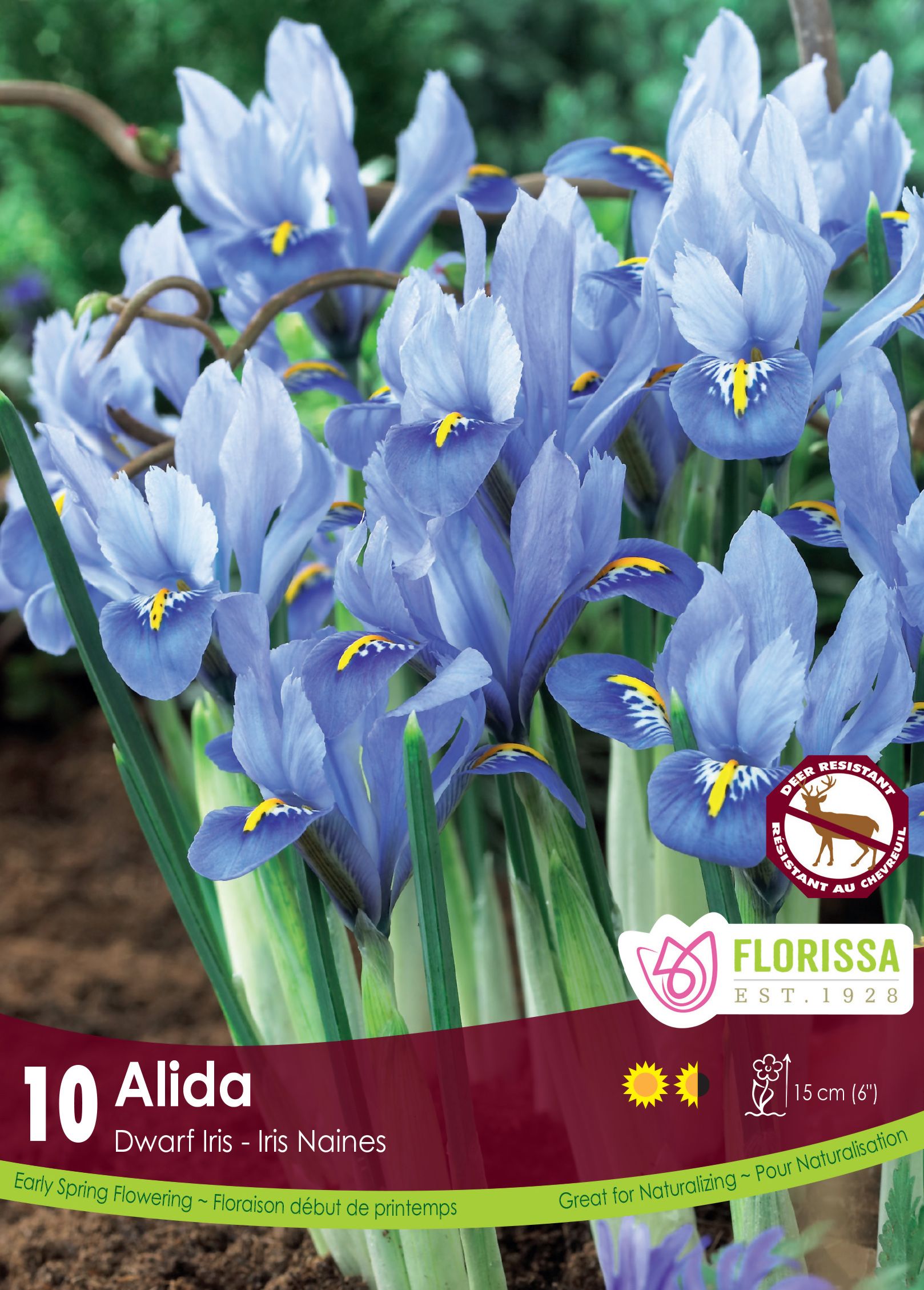 Iris nain (<em>Iris reticulata</em> ‘Alida’)