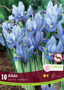 Iris nain (<em>Iris reticulata</em> ‘Alida’)