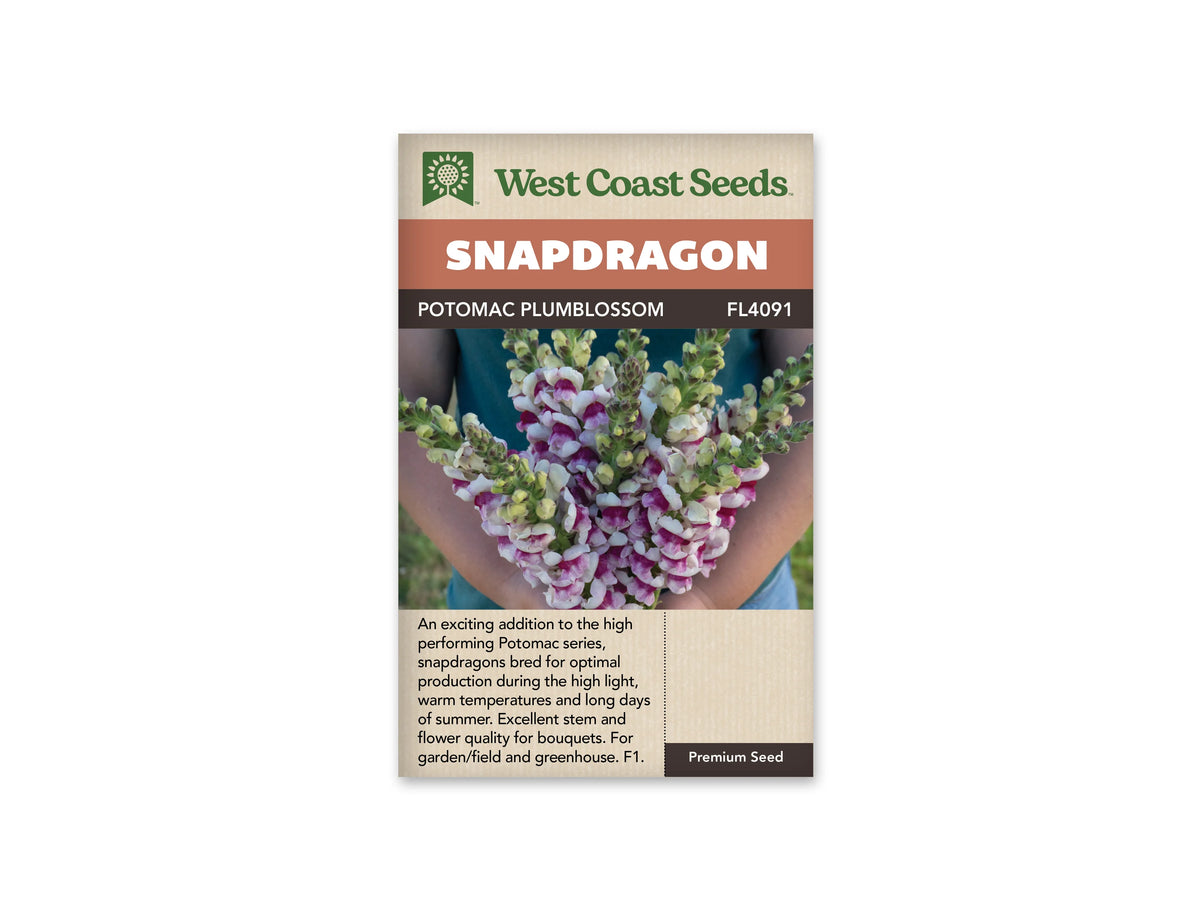 Sachet West Coast Seeds illustré par une photo de mufliers. Des bras tiennent un bouquet de longs mufliers devant un vêtement bleu-vert. Les fleurs associent le blanc à des zones violet prune, répétées le long des épis. Des boutons verts et pâles prolongent le haut des tiges. Le bouquet occupe presque toute l’image, avec les fleurs ouvertes au centre et les tiges regroupées vers le bas.