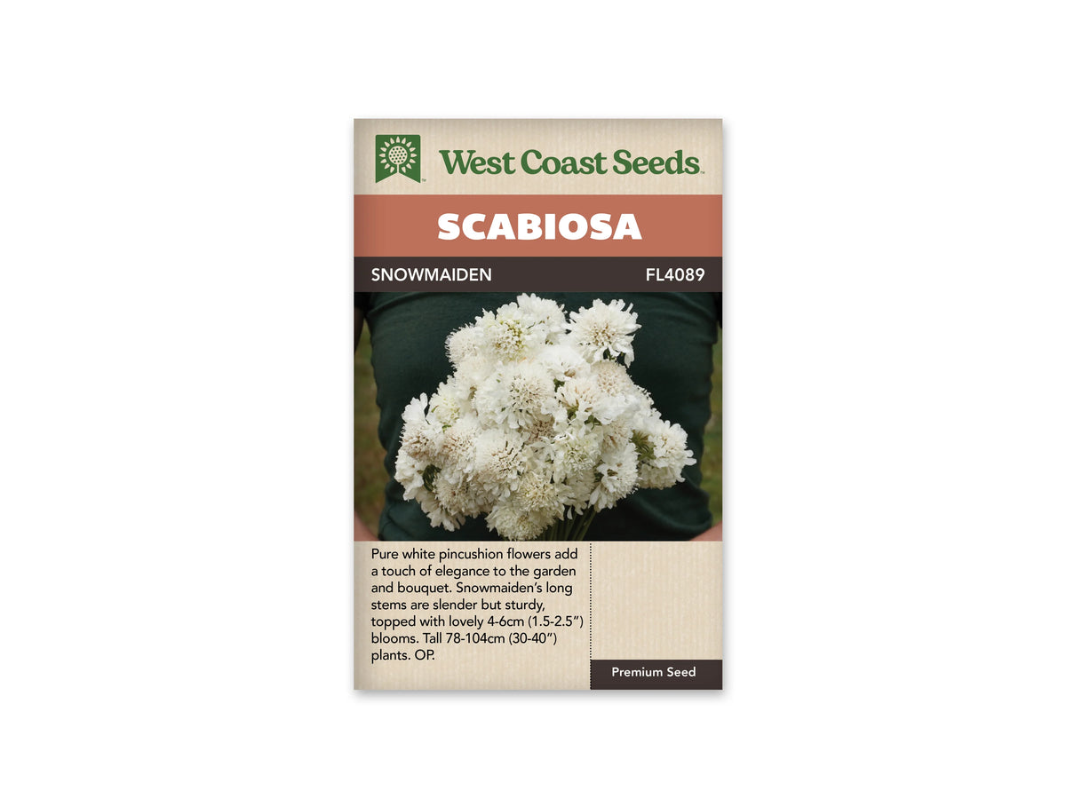 Sachet West Coast Seeds identifié Scabiosa Snowmaiden. La photo centrale montre un bouquet de fleurs blanches arrondies, composé de nombreux petits fleurons. Le bouquet est tenu devant un vêtement vert foncé, ce qui fait ressortir les corolles claires. Le nom apparaît sur une bande sombre, sous un bandeau orange et le logo vert de la marque.