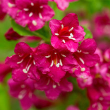 Weigela florida 'Red Prince'