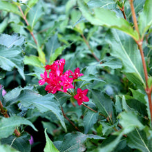 Weigela florida 'Red Prince'