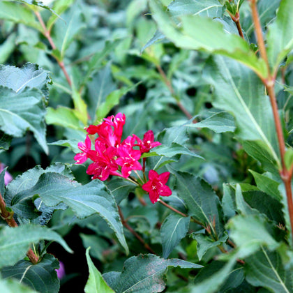 Weigela florida 'Red Prince'
