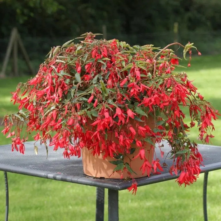 Bégonia ‘Bossa Nova™’ F1 (<em>Begonia boliviensis</em>)