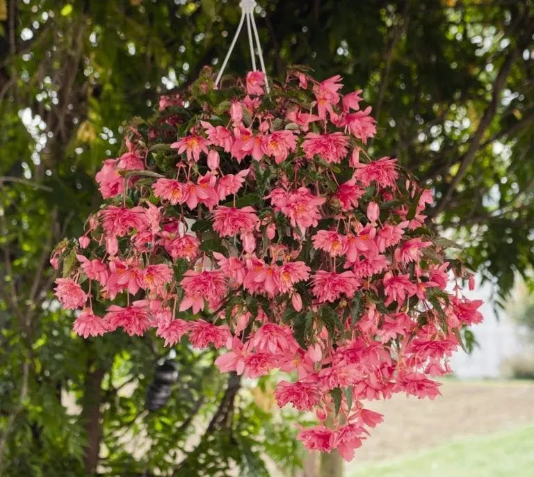 Funky® Pink F1 begonia (<em>Begonia × hybrida</em>)