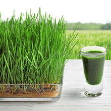 Wheatgrass microgreens