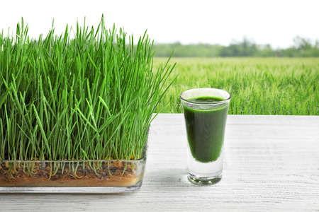 Semences Herbe de blé à germer (Triticum aestivum)