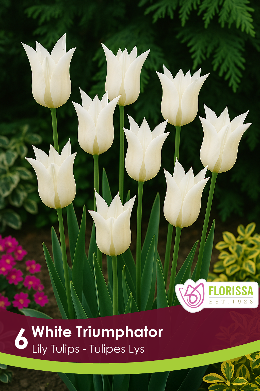 Tulipe White Triumphator ( Tulipa ) : des tulipes blanches aux pétales pointus et écartés. Le visuel Florissa présente la plante et son nom dans la partie inférieure de l’étiquette. La photographie occupe presque toute la surface, tandis que le bandeau du bas rassemble les indications du produit. Cette vue permet de reconnaître son apparence et de distinguer la variété présentée.