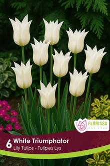 Tulipe White Triumphator ( Tulipa ) : des tulipes blanches aux pétales pointus et écartés. Le visuel Florissa présente la plante et son nom dans la partie inférieure de l’étiquette. La photographie occupe presque toute la surface, tandis que le bandeau du bas rassemble les indications du produit. Cette vue permet de reconnaître son apparence et de distinguer la variété présentée.
