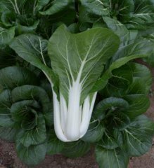 Organic Pac Choi 'White Stemmed' Chinese Cabbage