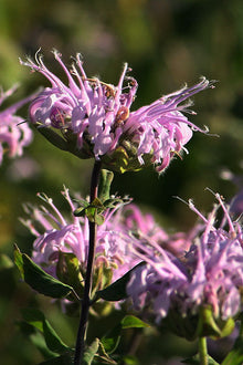 Image officielle 8 de Mélange de fleurs sauvages facile à cultiver, semences à créer.