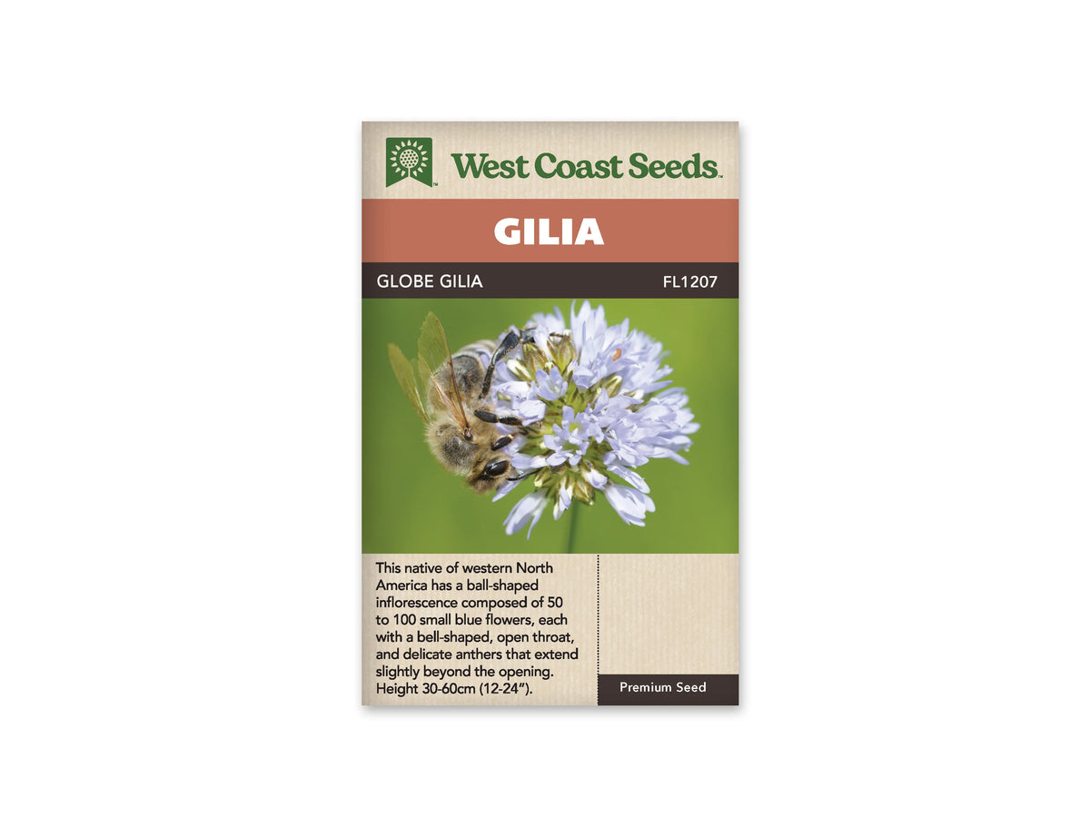 Sachet Globe Gilia de West Coast Seeds sur fond blanc. La photo montre une abeille posée sur une tête ronde composée de petites fleurs bleu lavande. Ses ailes translucides et ses pattes sombres sont visibles devant un fond vert flou. Le bandeau orangé indique Gilia; la bande brune porte Globe Gilia et le code FL1207.